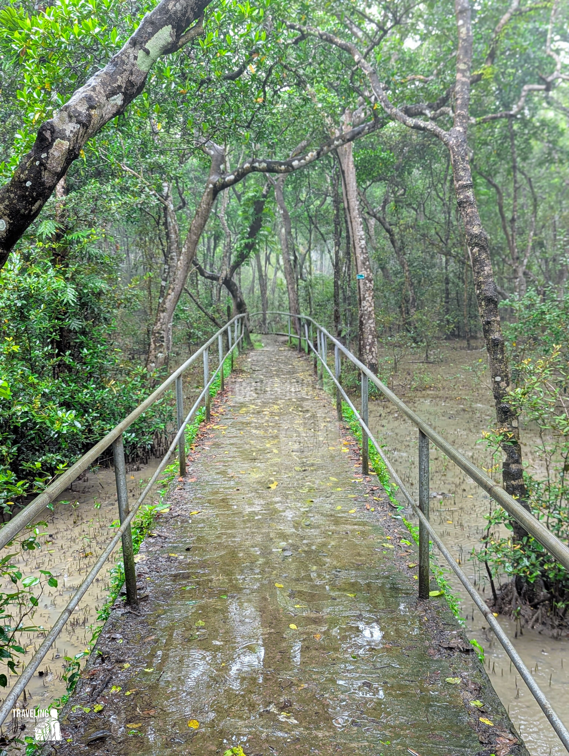 Sundarban Inside